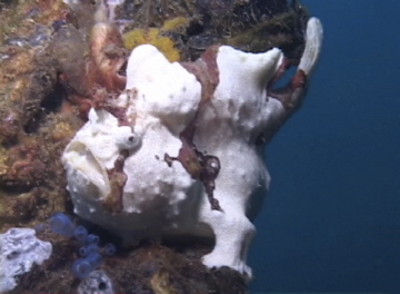 frogfish white