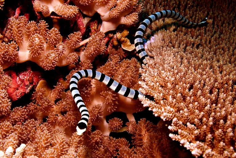 Sea Kraits, snakes