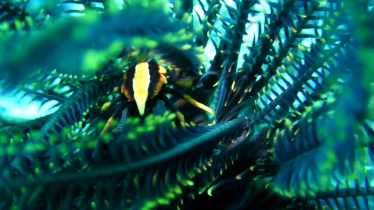 crinoid squat lobster