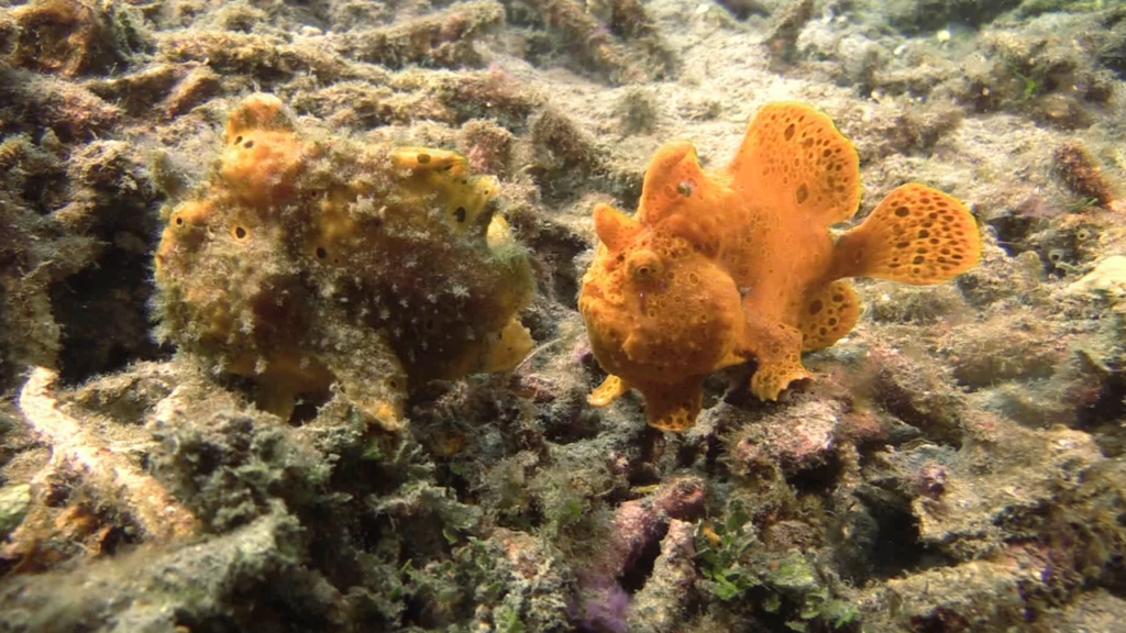 frogfish pair