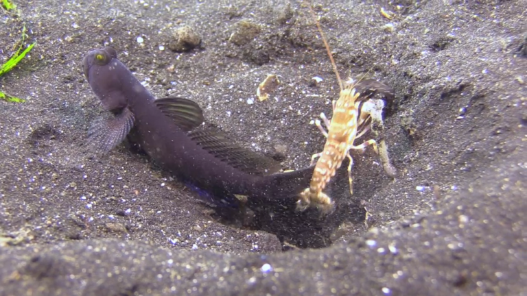 goby and shrimp1