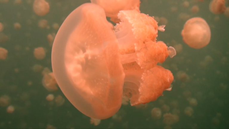 jellyfish close up from j lake