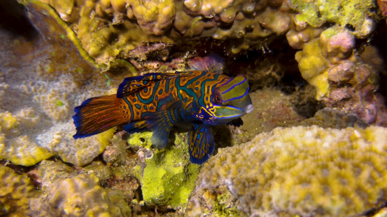 mandarinfish