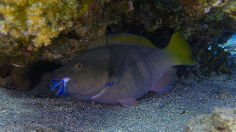 parrotfish and cleaner