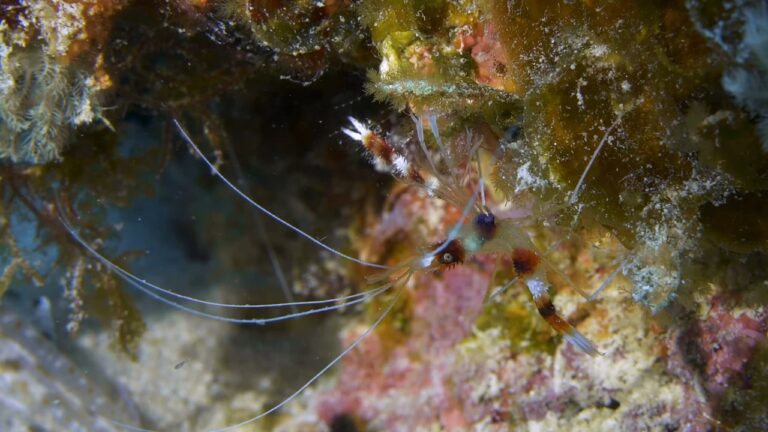 banded shrimp