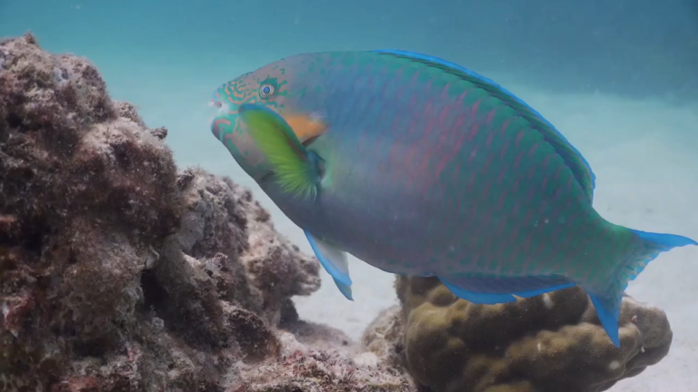 parrotfish