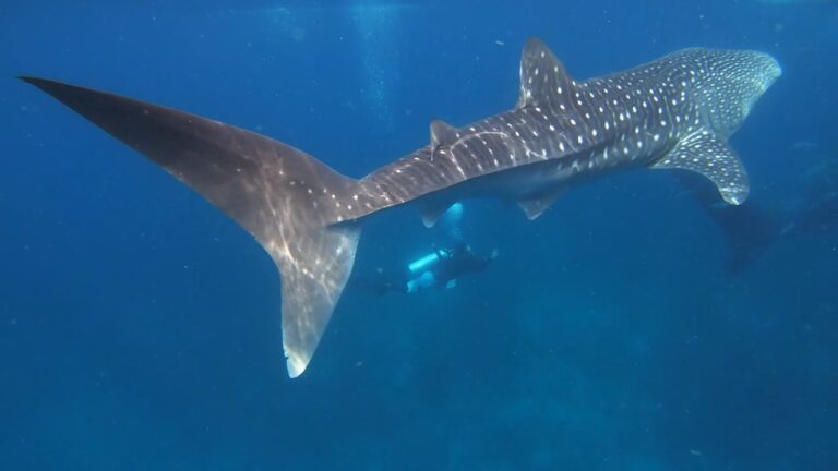 whaleshark2